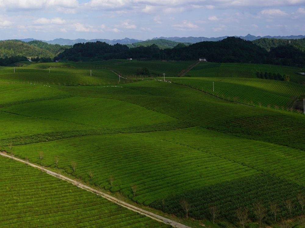 茶園・産地風景